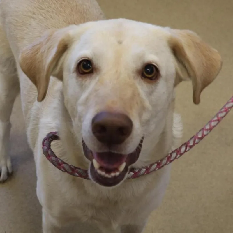 Daisy thumbnail 2