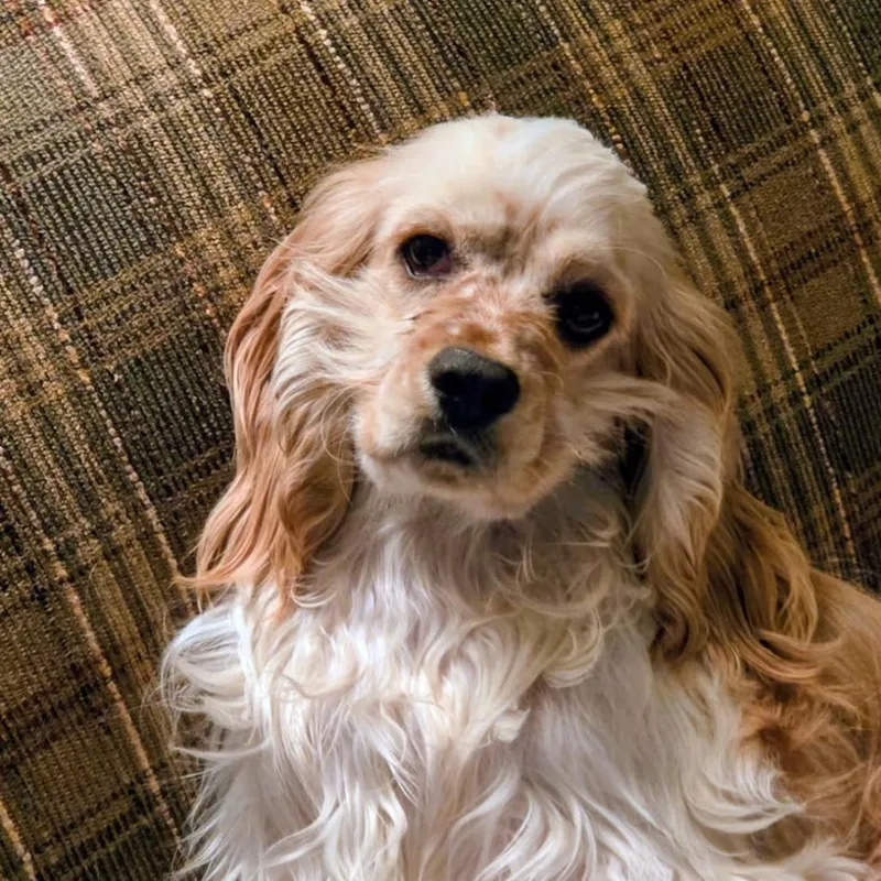 A young medium-sized male Golden English Cocker Spaniel dog named FidgetSeamus for adoption in Newton, IA