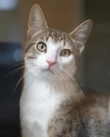 A baby small-sized male Domestic Short Hair cat named Huxton for adoption in Pequot Lakes, MN