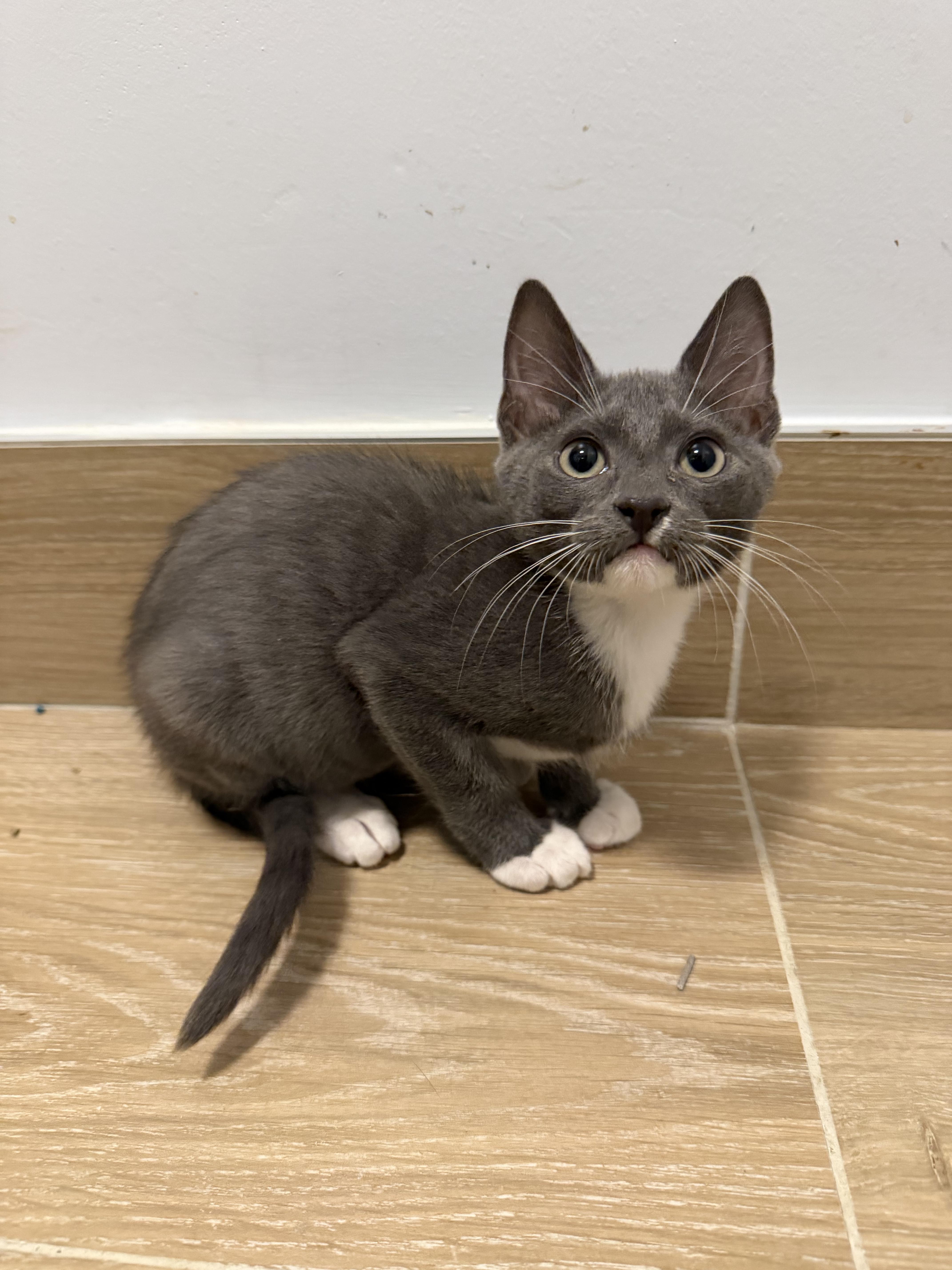 A baby small-sized male Domestic Short Hair cat named Rick & Morty for adoption in Bayonne, NJ