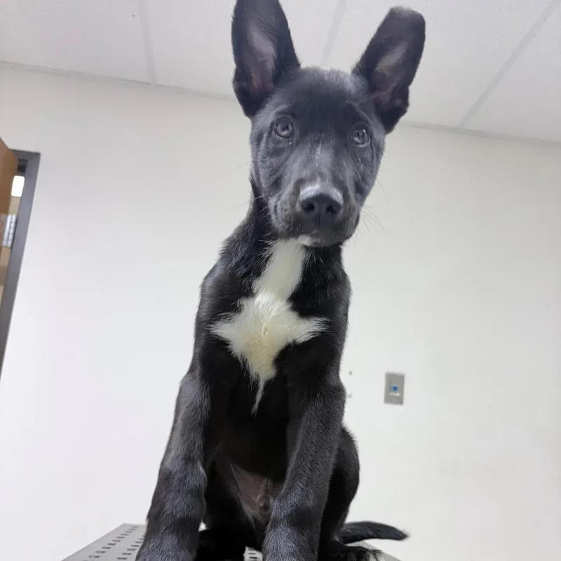 A baby medium-sized male Black Collie dog named Carl for adoption in Tyler, TX