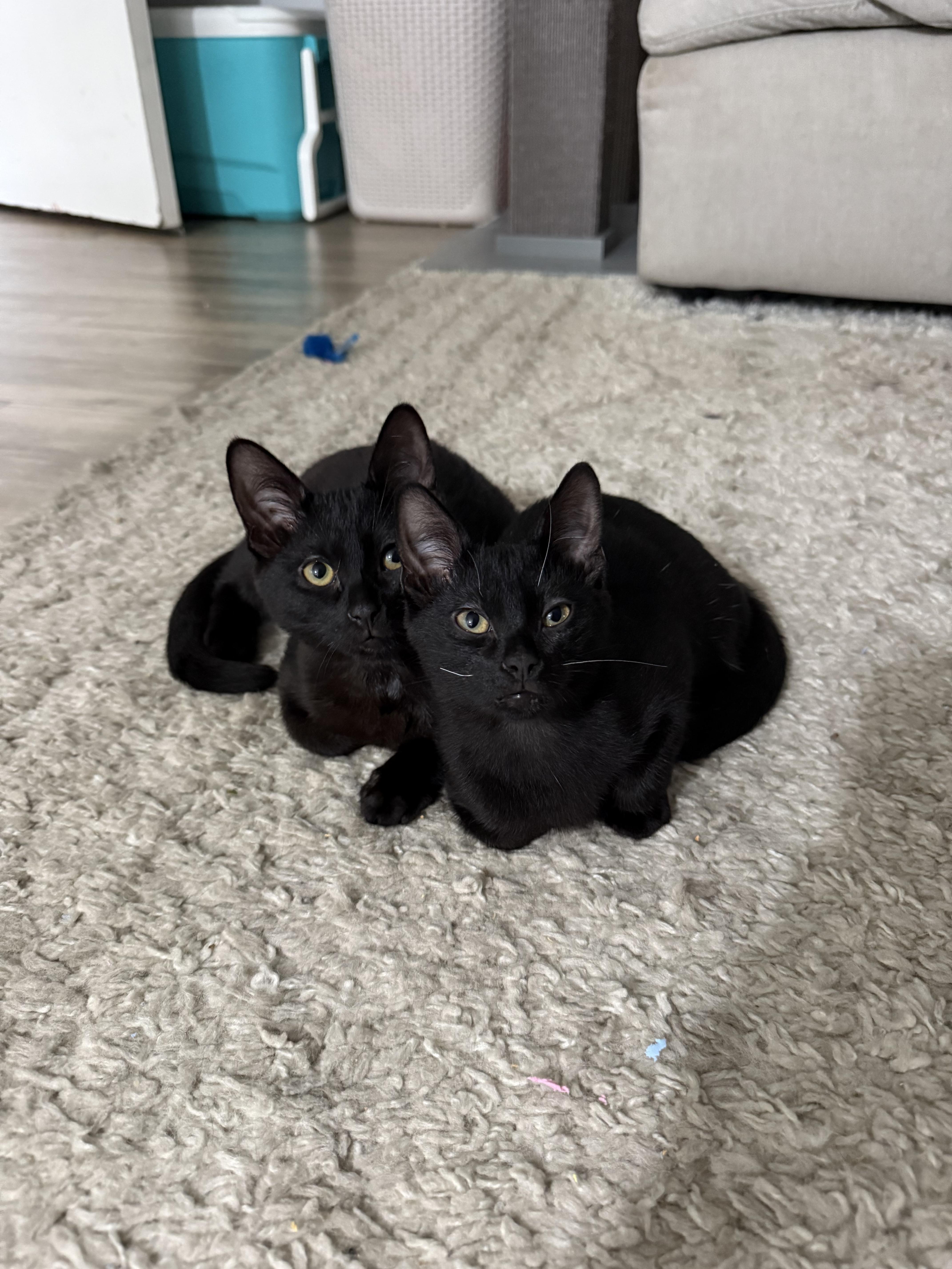 A young large-sized female Black Domestic Short Hair cat named Winnie & Binx for adoption in El Segundo, CA