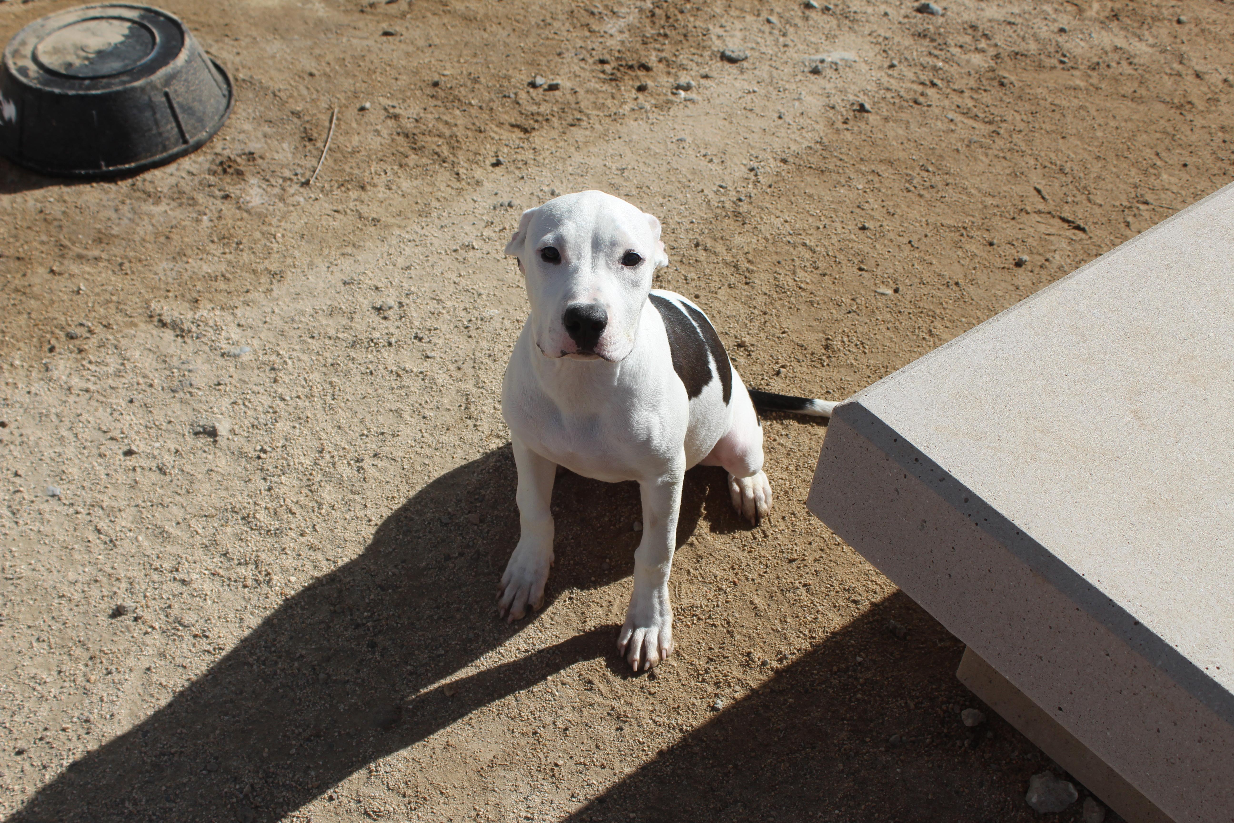 A baby large-sized female Harlequin Pit Bull Terrier dog named Luella for adoption in Yucca Valley, CA