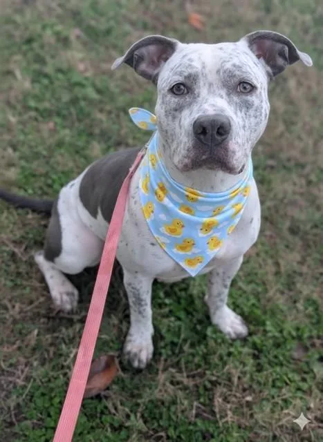 An adult medium-sized female Mixed Breed dog named Arielle for adoption in Jacksonville, FL