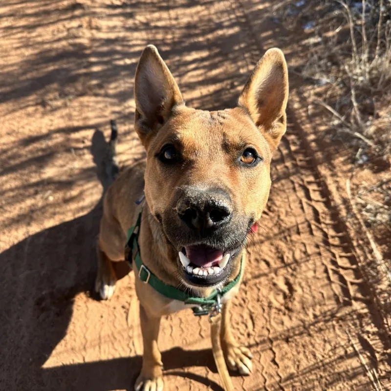 An adult medium-sized male Brown / Chocolate German Shepherd Dog dog named Whiskey Pete for adoption in Branford, CT