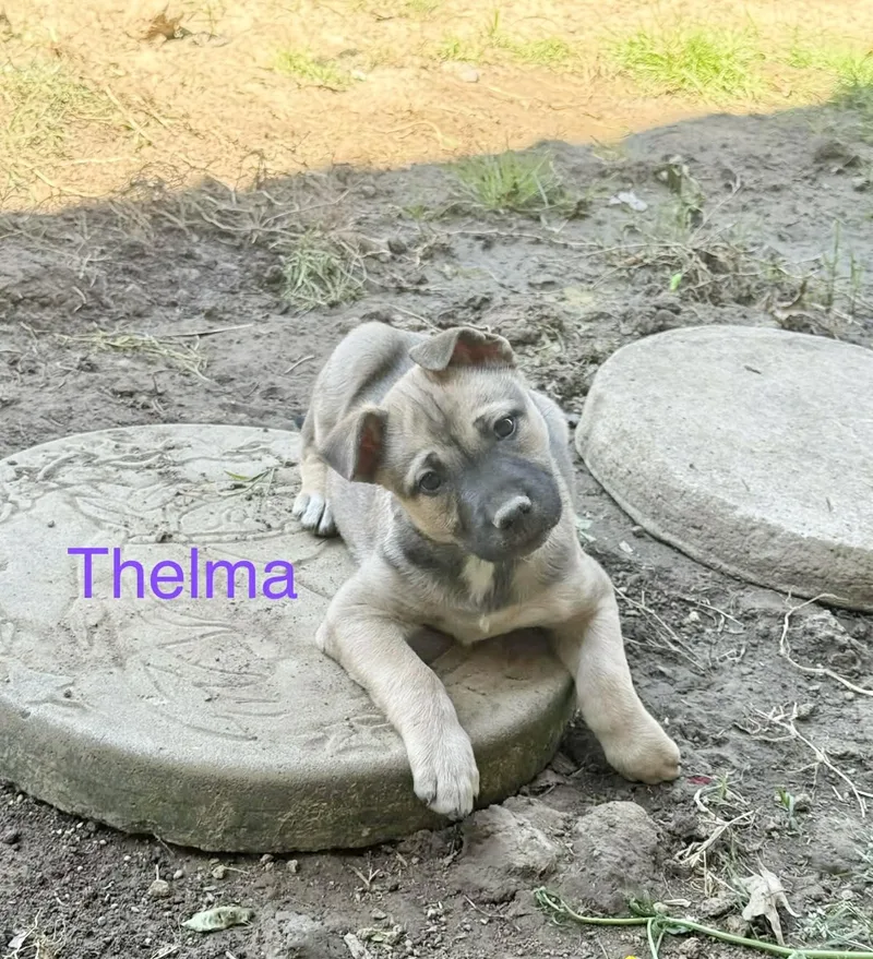 A baby medium-sized female Shepherd dog named Thelma for adoption in Manchester, CT
