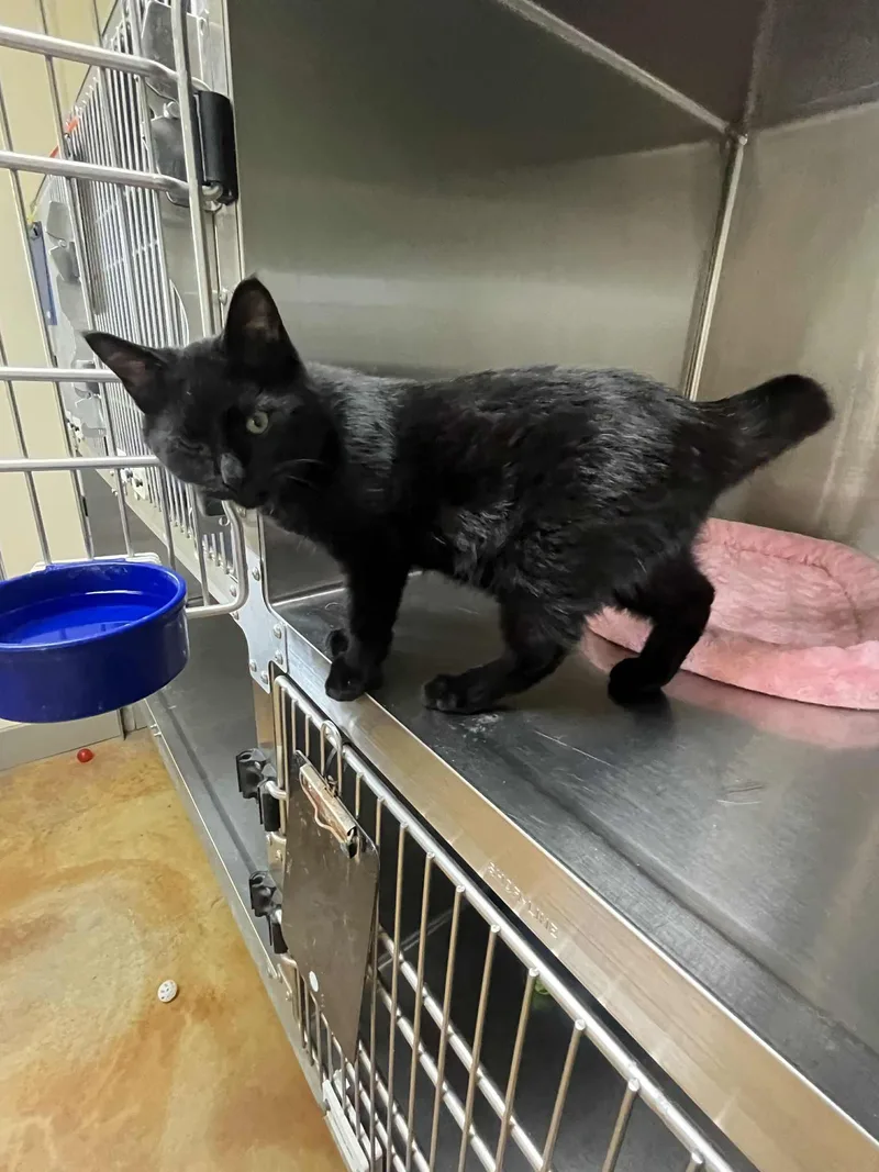 A young medium-sized male Black Domestic Short Hair cat named Skeeter for adoption in Austin, MN