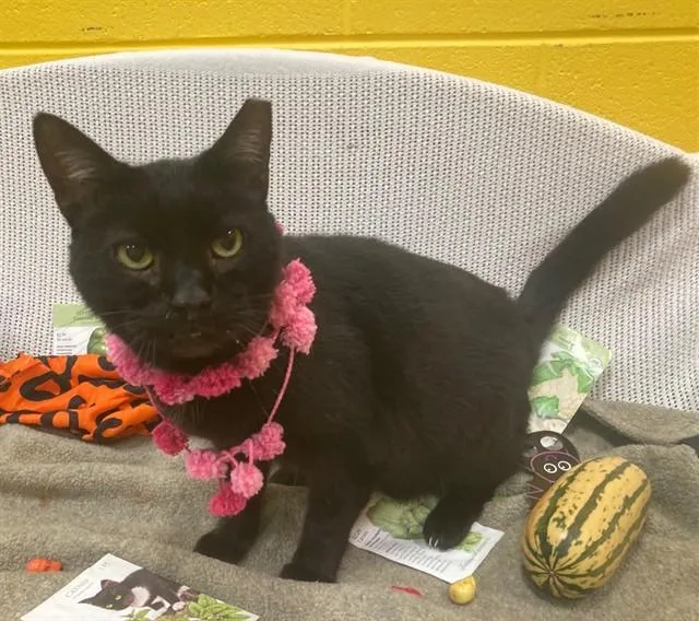 A young medium-sized male Domestic Short Hair cat named Quinn for adoption in Upper Marlboro, MD