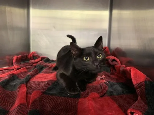 A baby small-sized male Domestic Short Hair cat named Storm for adoption in Grand Prairie, TX
