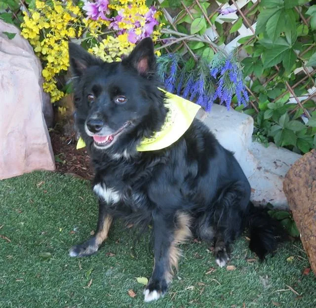 An adult medium-sized female Australian Shepherd dog named Akuna for adoption in Oklahoma City, OK