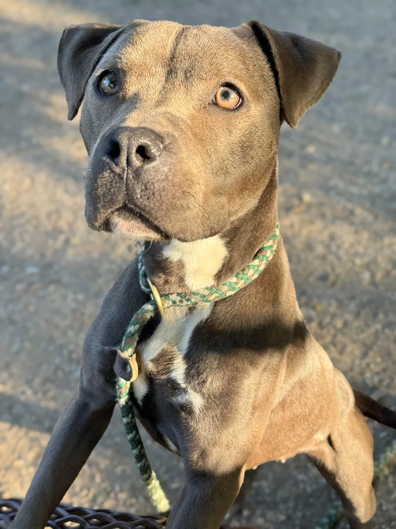 A young medium-sized female Gray / Blue / Silver Pit Bull Terrier dog named Haze for adoption in Anderson, IN