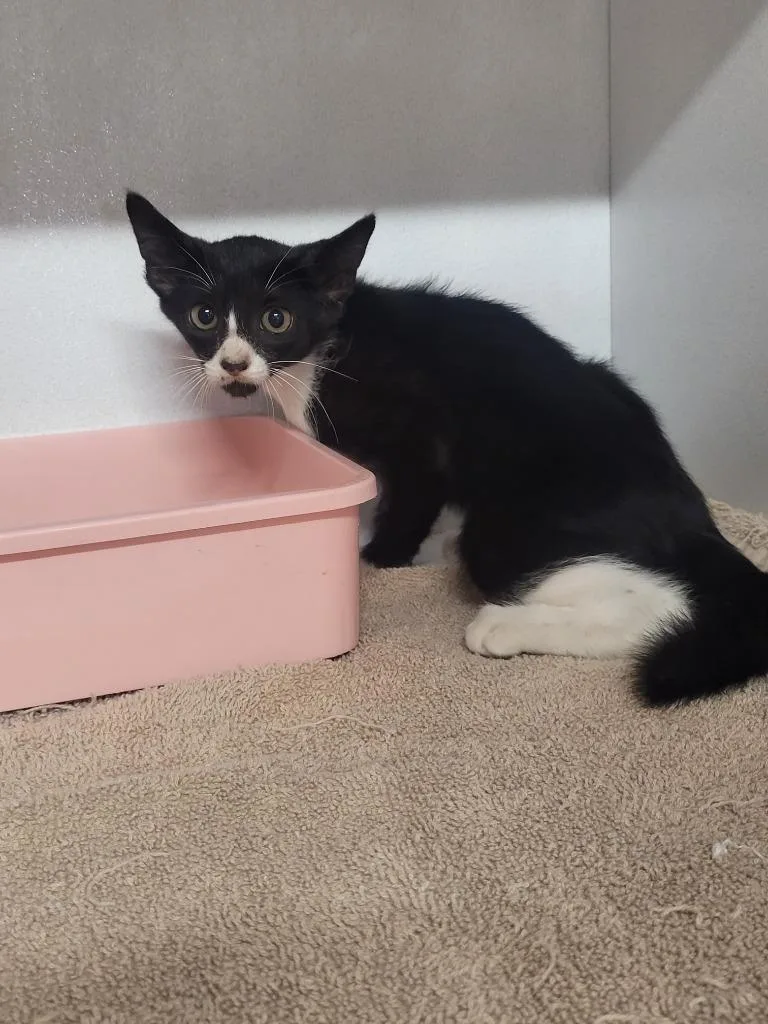 A baby small-sized male Domestic Short Hair cat named Rowdy for adoption in Huntsville, TX