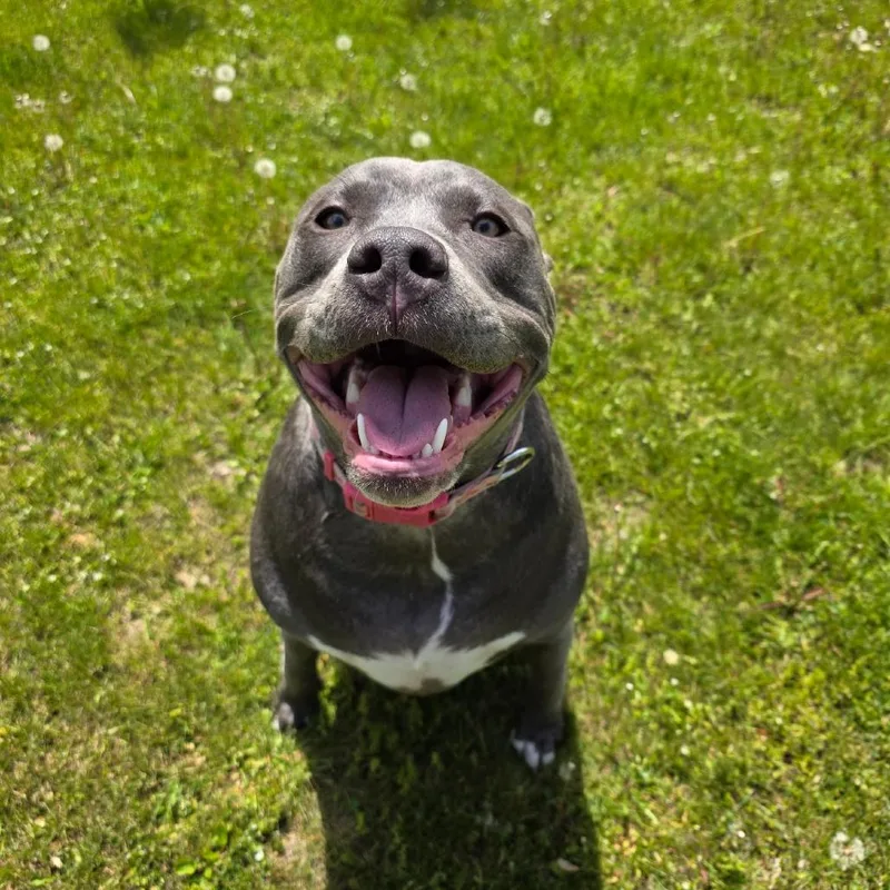 A young large-sized female Gray / Blue / Silver Pit Bull Terrier dog named Daisy for adoption in Alma, WI