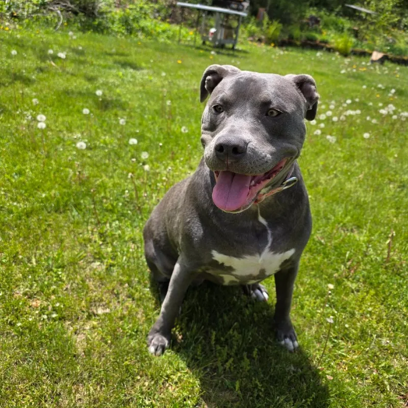 Daisy thumbnail 2