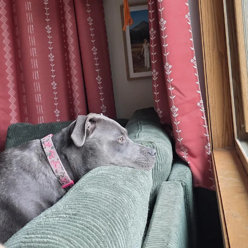 Daisy thumbnail 3