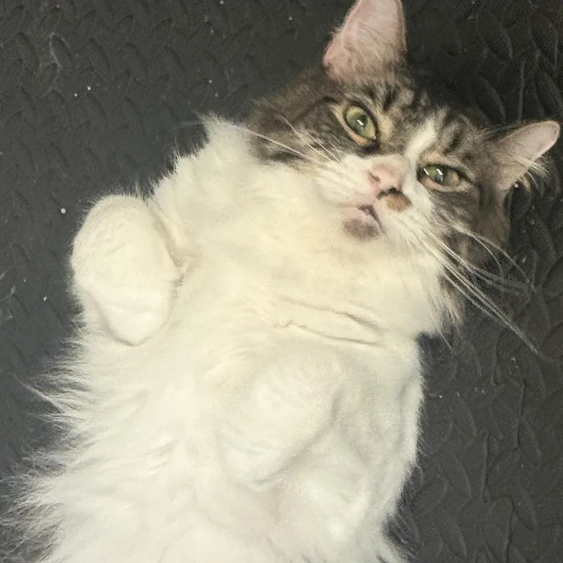 An adult large-sized male Domestic Long Hair cat named Pepper for adoption in Liverpool, TX