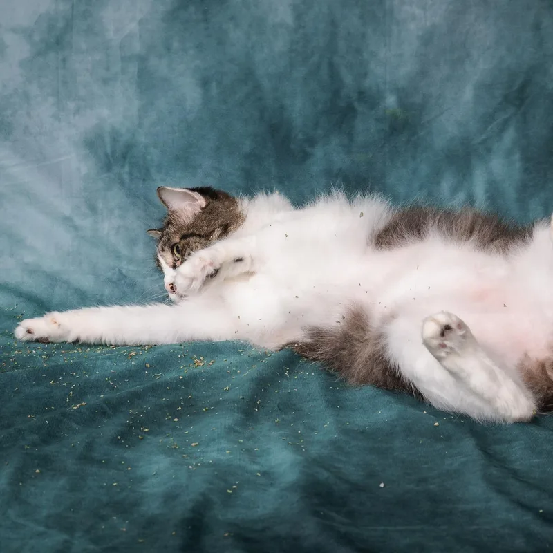 Pepper thumbnail 5