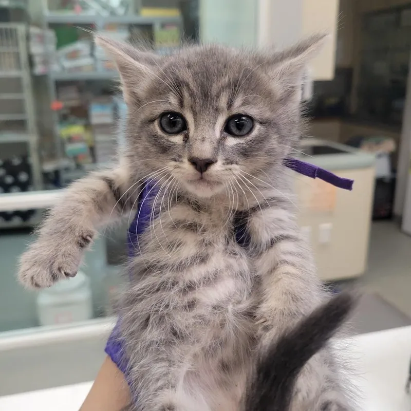 A baby small-sized female Gray / Blue / Silver Domestic Short Hair cat named Windy for adoption in Westminster, CA