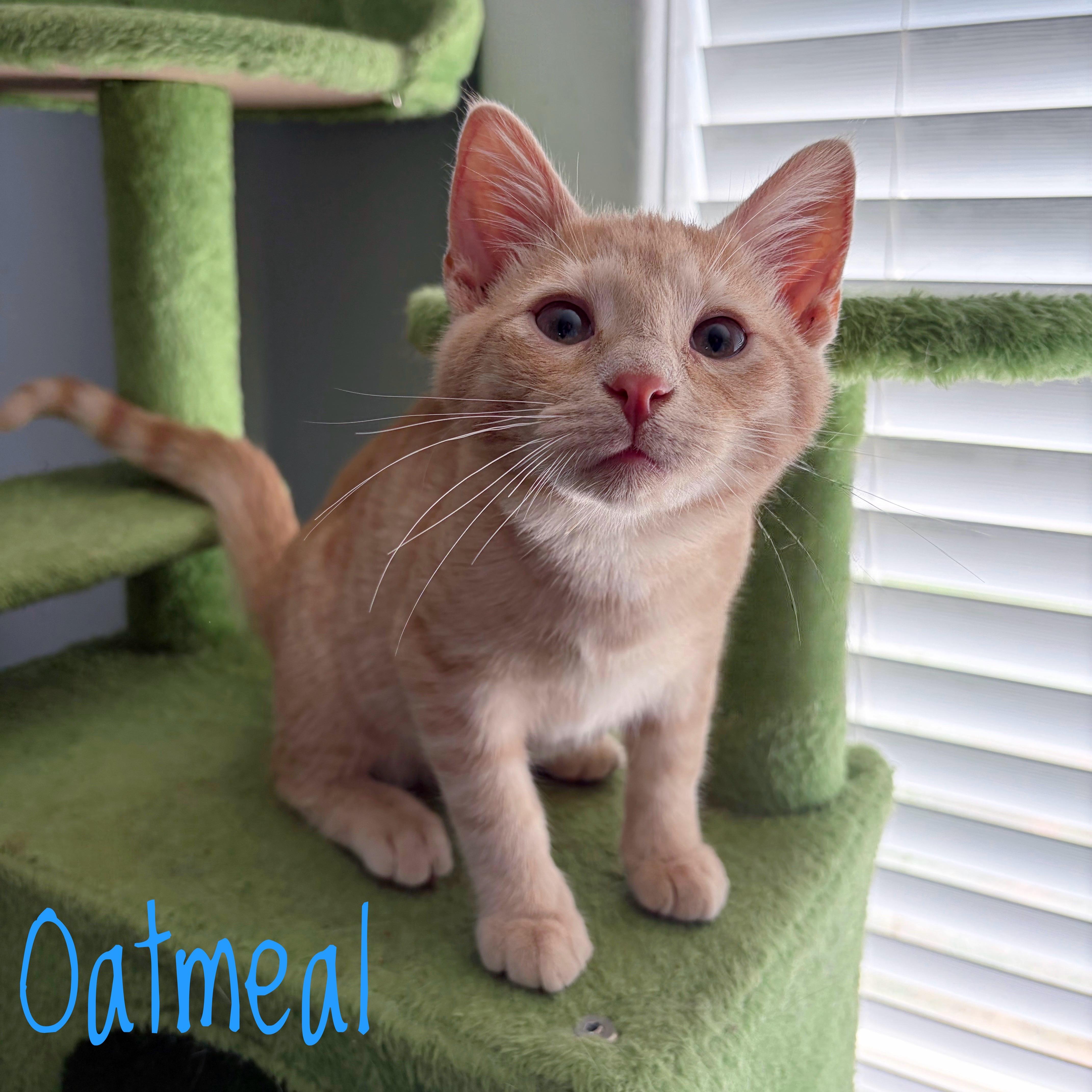 Oatmeal