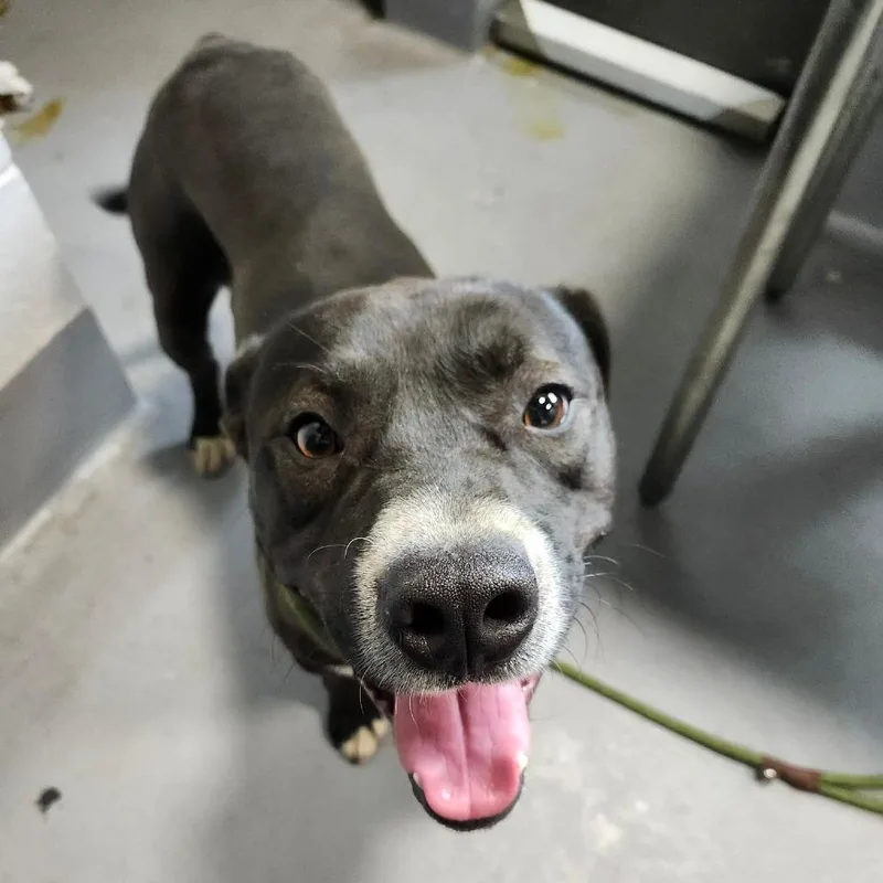 An adult large-sized male Black Mixed Breed dog named Kenobi for adoption in Beckley, WV