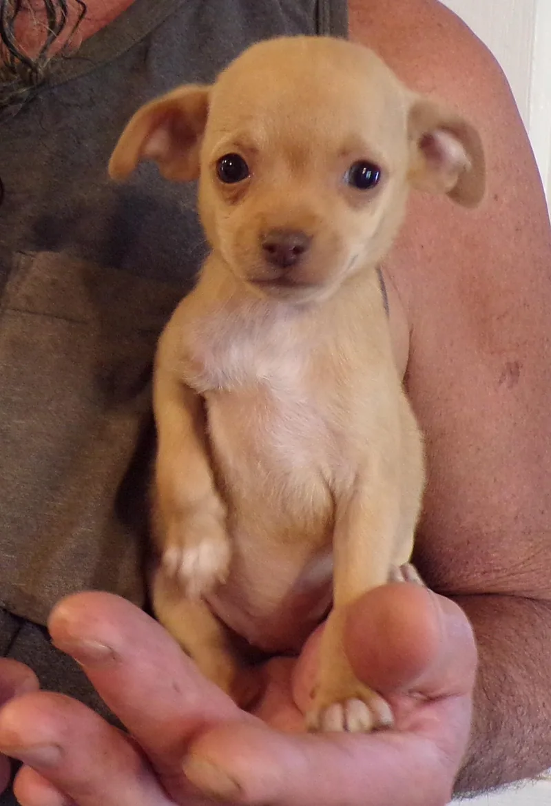 A baby small-sized female Chihuahua dog named Valentine for adoption in Corona, CA