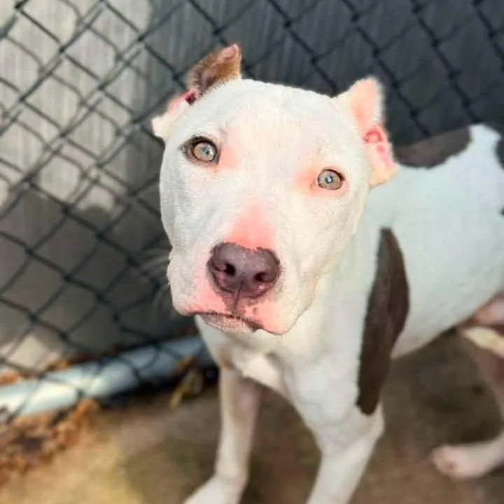 An adult medium-sized male White / Cream Pit Bull Terrier dog named Dabba ~ Coming Soon!!! for adoption in Chicago, IL