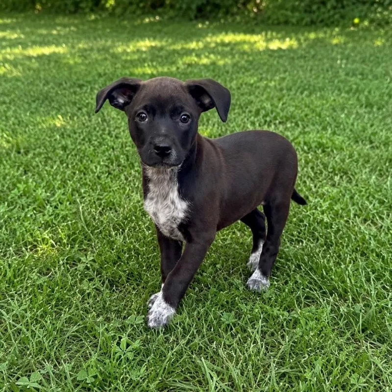 A baby medium-sized female Black Pit Bull Terrier dog named Catniss for adoption in Joliet, IL