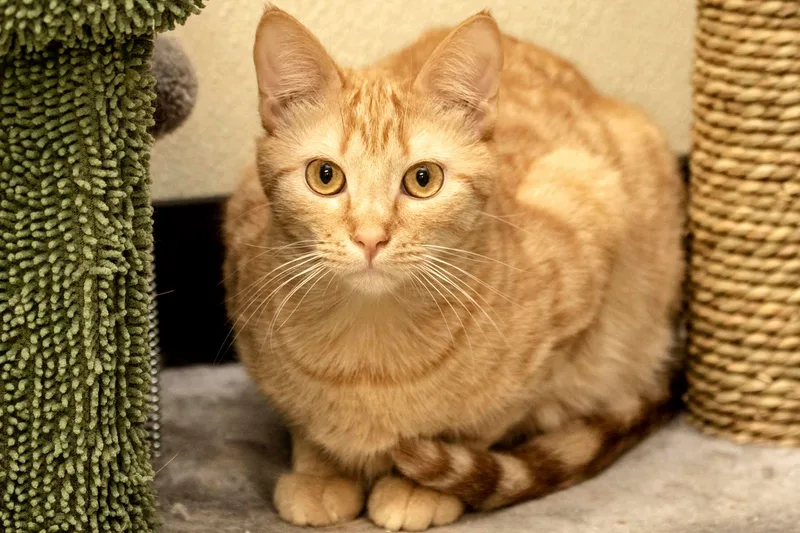 A young medium-sized male Tabby (Orange / Red) Domestic Short Hair cat named Allen for adoption in Cashiers, NC
