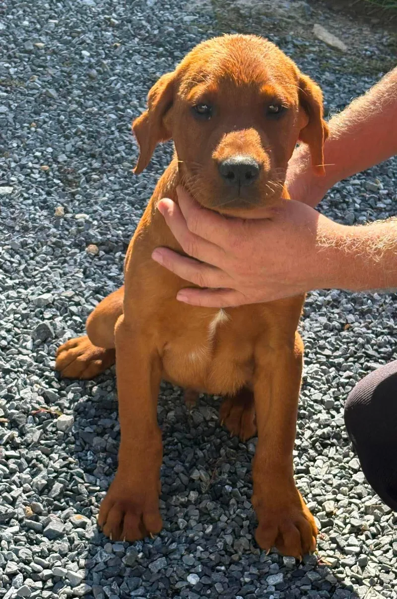A baby medium-sized male Labrador Retriever dog named Harvey for adoption in Havertown, PA