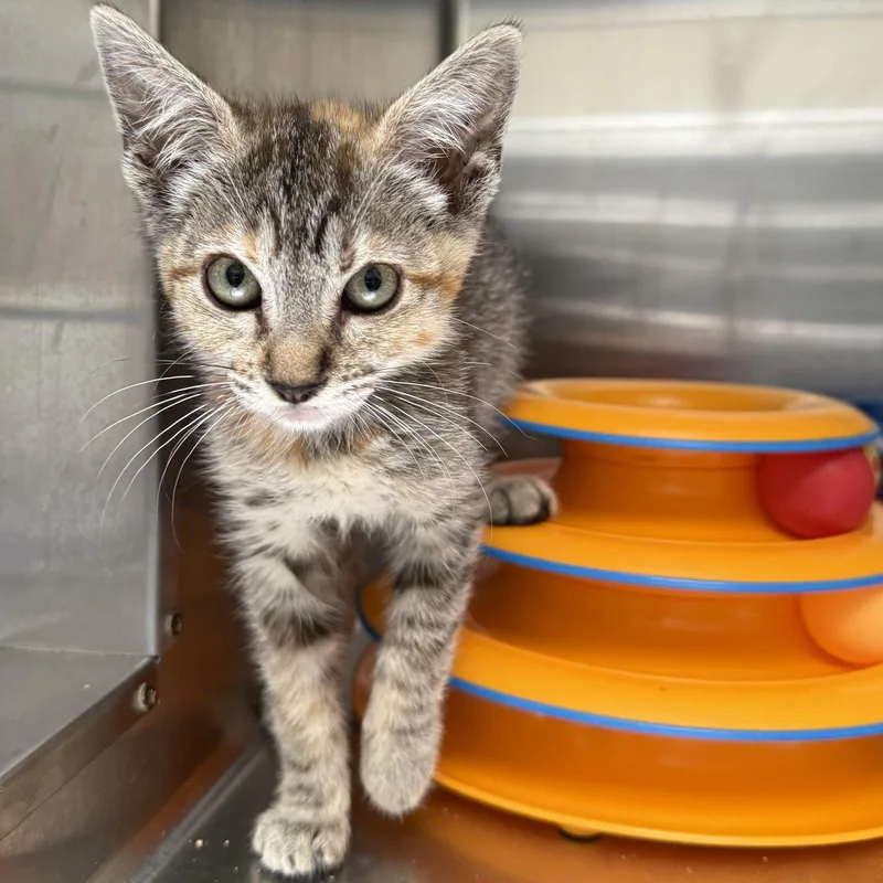 A baby small-sized female Brown / Chocolate Domestic Short Hair cat named Walnut for adoption in Oakland, CA