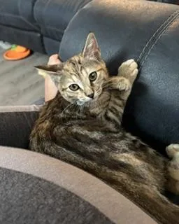 Snickers thumbnail 2