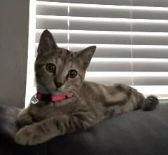 Snickers thumbnail 3