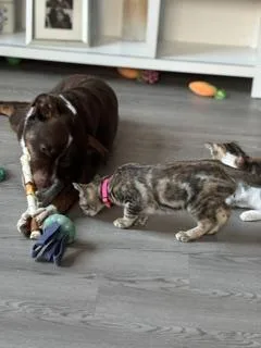 Snickers thumbnail 4