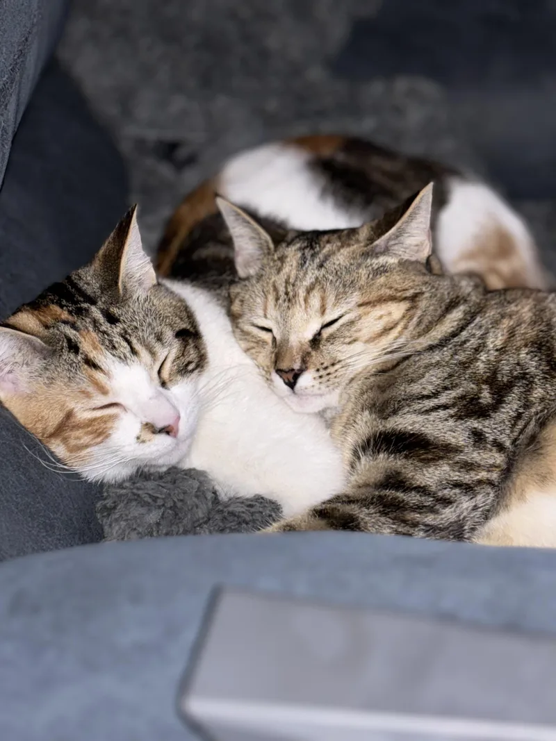 Snickers thumbnail 6