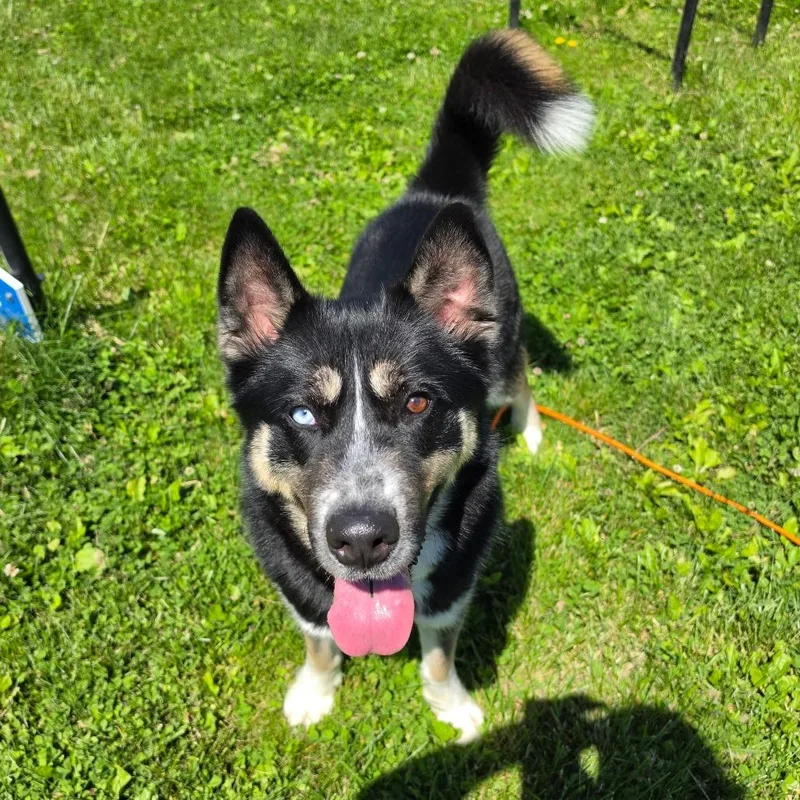An adult medium-sized male Black Husky dog named Houdini for adoption in Easton, PA