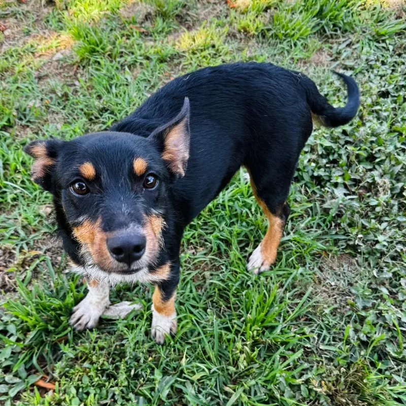 A young small-sized female Black Terrier dog named Bliss for adoption in Brownsboro, AL