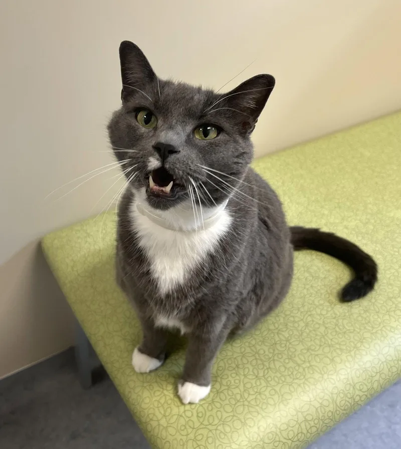 An adult extra large-sized male Gray & White Domestic Short Hair cat named Sammy for adoption in Arlington, VT