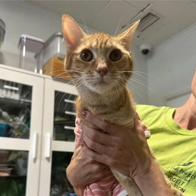 A young small-sized female Domestic Short Hair cat named Dwaeji for adoption in Tampa, FL