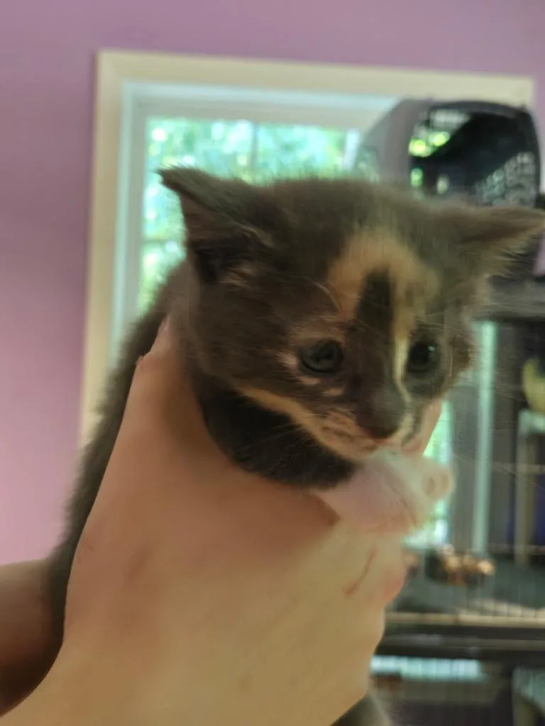 A baby small-sized female Domestic Short Hair cat named Dragonfly for adoption in Cambridge, MD