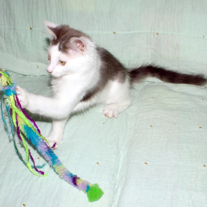 A baby small-sized male Brown / Chocolate Domestic Long Hair cat named Pancake for adoption in Hemet, CA