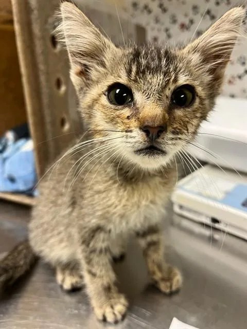 A baby small-sized male Domestic Short Hair cat named Bud for adoption in Riverside, CA