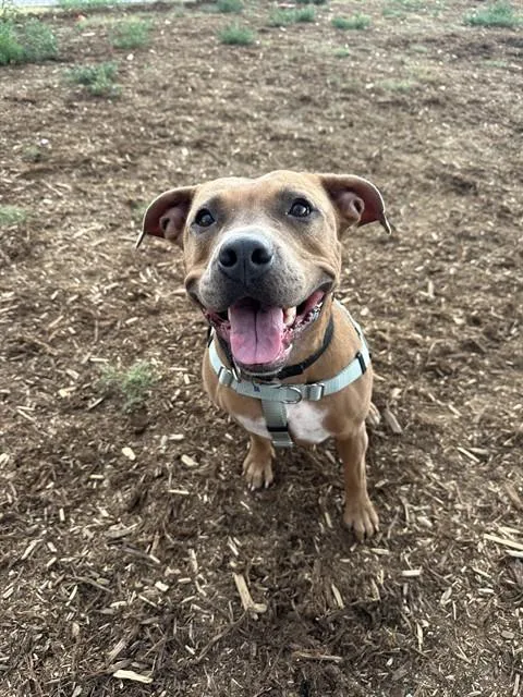 An adult medium-sized female Pit Bull Terrier dog named Scrapy for adoption in Denver, CO