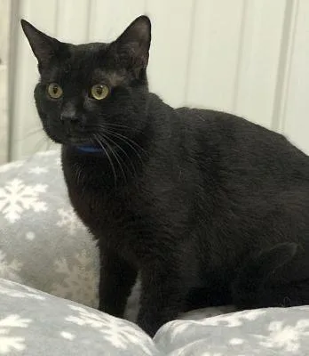 An adult large-sized male Domestic Short Hair cat named Donavan for adoption in Pottsville, PA
