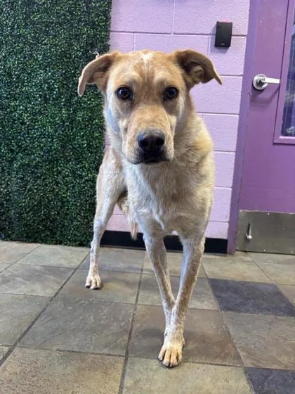 An adult medium-sized female Pit Bull Terrier dog named Ellie for adoption in El Paso, TX