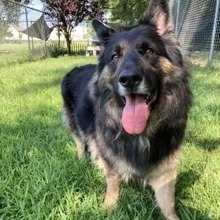 An adult medium-sized female Bicolor German Shepherd Dog dog named Barbie for adoption in Mishawaka, IN