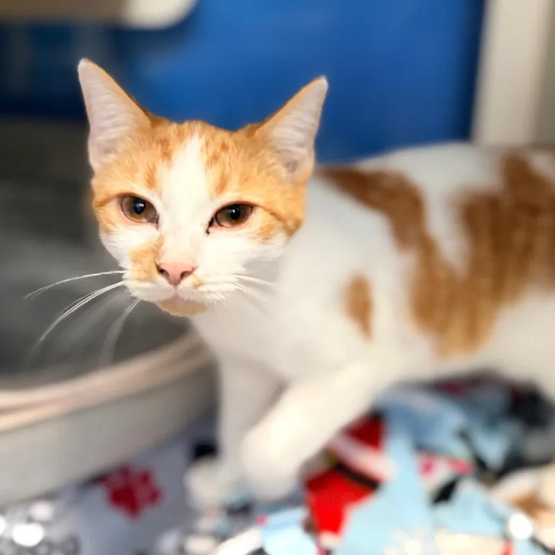 A young medium-sized female White Domestic Short Hair cat named Florence for adoption in Aldie, VA