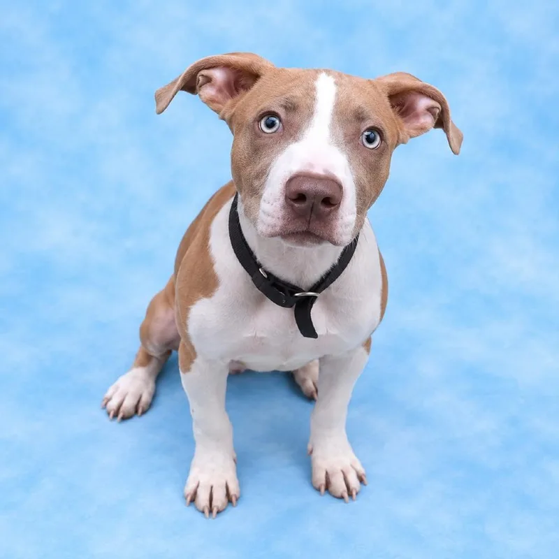 A baby medium-sized male Apricot / Beige Mixed Breed dog named Esteban for adoption in Summerville, SC