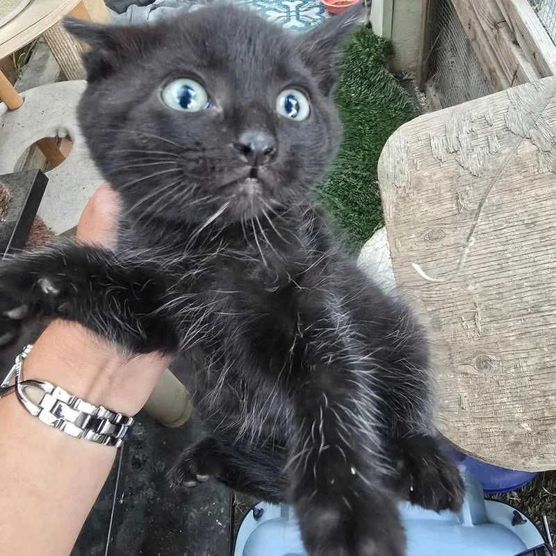 A baby small-sized male Black Domestic Medium Hair cat named Galaxy for adoption in Long Beach, CA