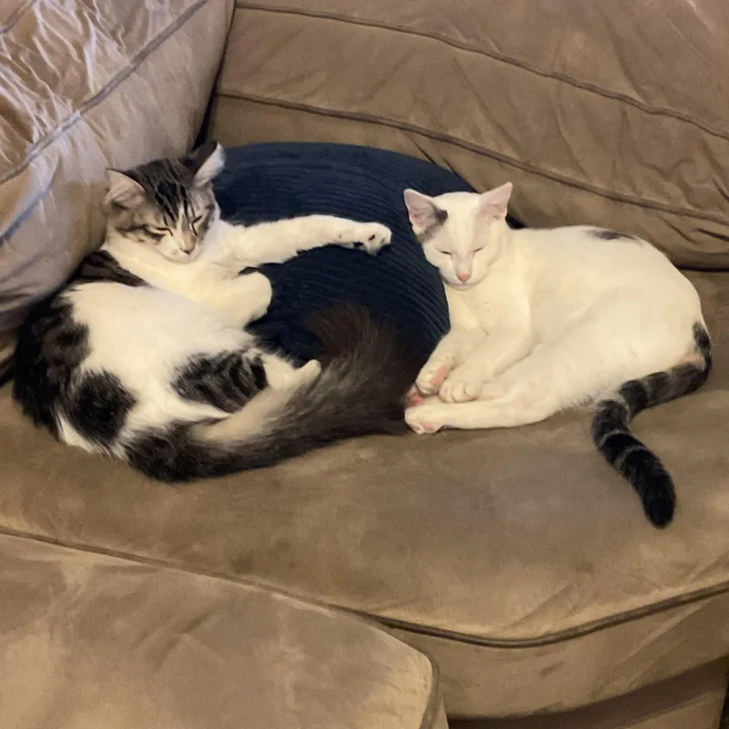 A baby small-sized male White Domestic Short Hair cat named Dipper & Mable for adoption in Orange, CA