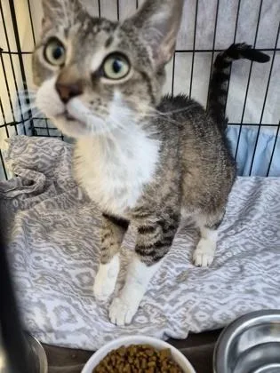 A young small-sized female Domestic Short Hair cat named Yankee Doodle for adoption in Clarks Summit, PA